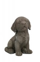  Hond zittend