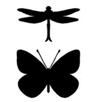  Vlinder / insecten